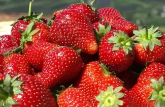 frutillas-ok
