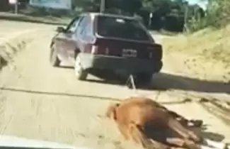 caballo-villa-gesell