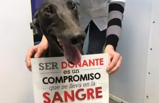 donante