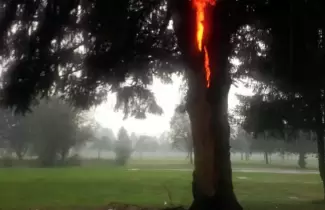 arbol