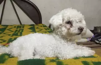 caniche-perdido