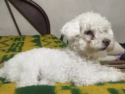 caniche-perdido