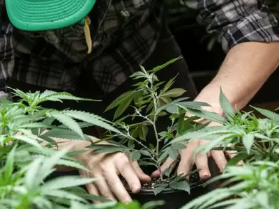 cannabis