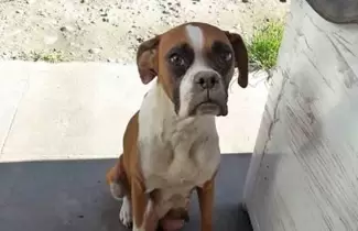 lola-perra-perdida