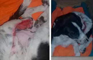 PERRITO
