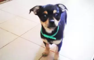 Cira-peridda-ok