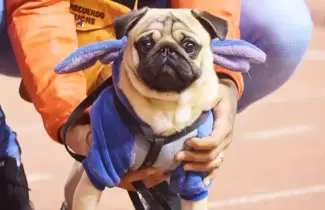 COCO-ok