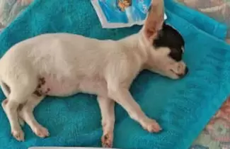 chihuahua
