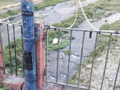 cables-arbolitos