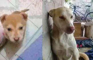 PERRITO-PIROTECNIA