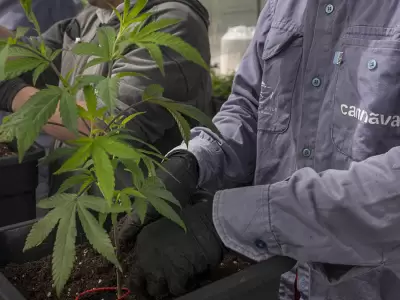 Plantacion-cannabis