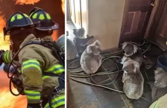 BOMBERO-Y-KOALAS