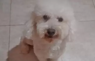 bruno-perrito