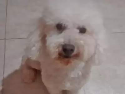 bruno-perrito