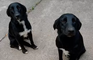 PERRITOS