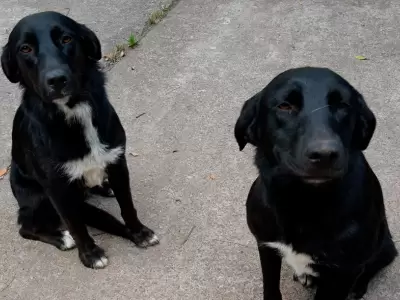 PERRITOS