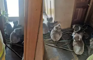koalas