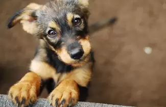 perrito