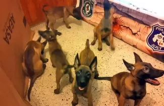 cachorros
