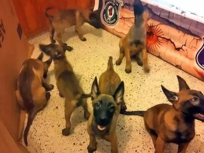 cachorros