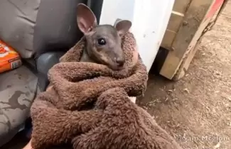 canguro