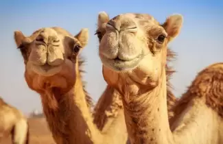 camellos