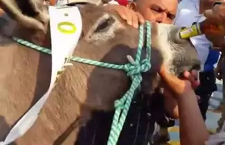 burrro