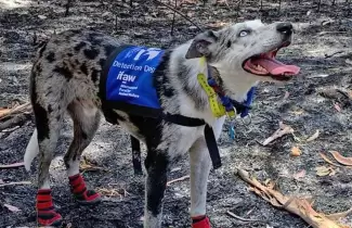 perro-1