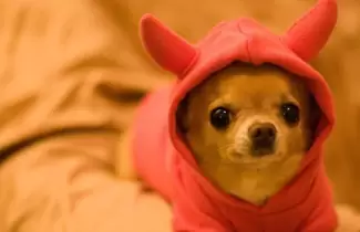 mascota
