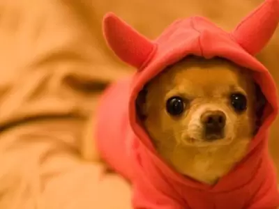 mascota
