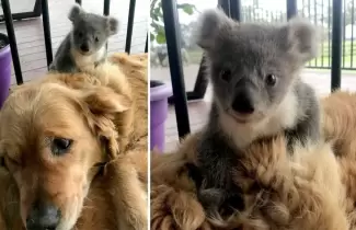 koala-bebe