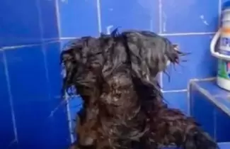 perrita