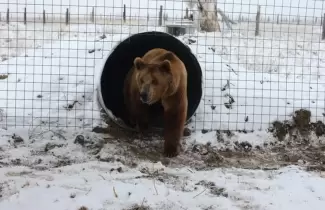 oso