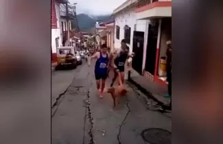 patada-perro