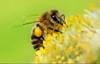 aveja