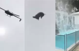 animal-pileta