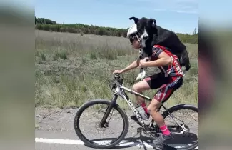 perrito-a-cococho