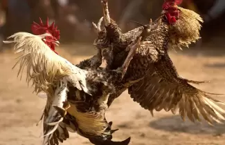 gallos