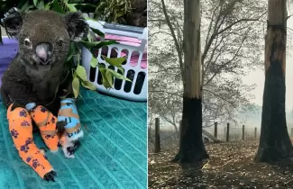 el-hospital-que-cuida-a-los-koalas-quemados-en-australia-recauda-un-millon-en-do