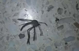 mosquito-mutante