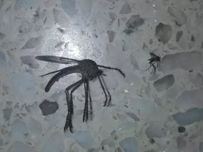 mosquito-mutante