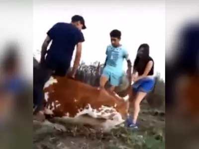 maltrato-vaca