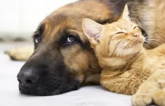 perro-y-gatos