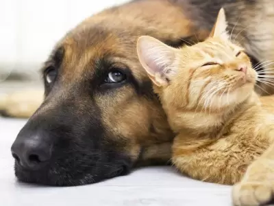 perro-y-gatos