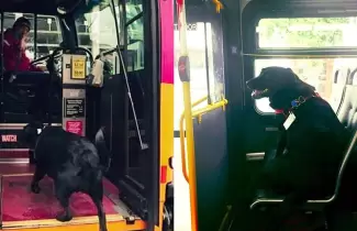 perro