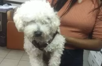 PERRO-PERDIDO