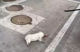 perros-China