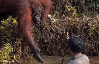 orangutana
