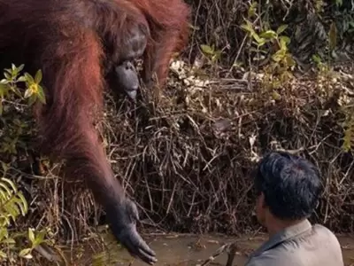 orangutana