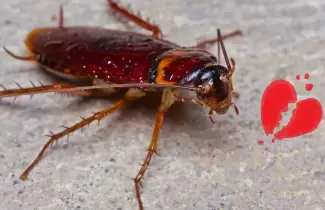 cucaracha